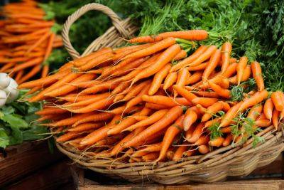 Как в августе быстро вырастить морковь - полезные советы