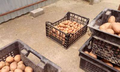 Еще рано брать в руки лопату: какой сорт картошки нужно выкапывать в сентябре