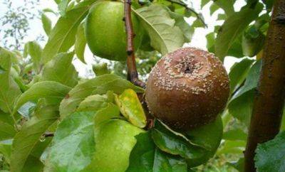 Обработайте землю этим простым средством, если яблоки начали гнить прямо на деревьях