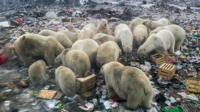Проект "Чистая Арктика" закрывается из-за отсутствия финансирования