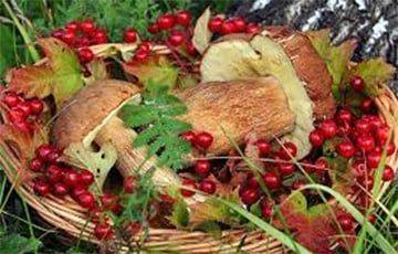 Озвучен прогноз по урожаю грибов и ягод в Беларуси
