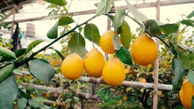 Россия стала главным покупателем узбекских лимонов