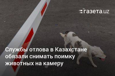 Службы отлова в Казахстане обязали снимать поимку животных на камеру