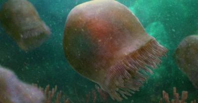 Предшественники динозавров. Ученые нашли прекрасно сохранившуюся медузу возрастом 500 млн лет (фото)