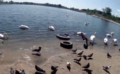 В сети показали, что сейчас происходит на Чистом озере в Северодонецке (видео)
