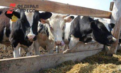 Красноярские производители молока получат господдержку на 400 миллионов