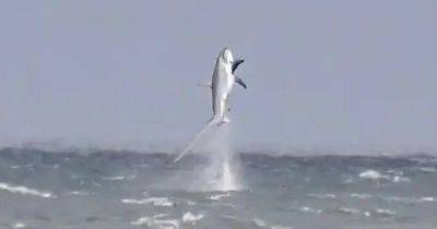 У берегов Великобритании из воды выпрыгнула огромная акула: это удалось запечатлеть (фото)