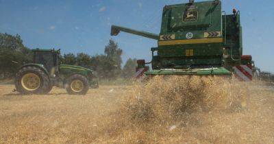 Эмбарго на украинское зерно: Польше угрожают санкции от ЕС, — СМИ