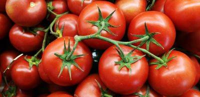 ​Помидоры зеленые и не краснеют – подкормка для быстрого созревания помидоров