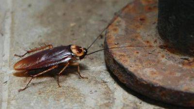 Нашествие летающих тараканов в Модиине, жители требуют принять меры