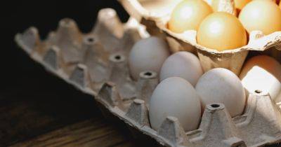 Переплюнули Минобороны: поселковый совет на Волыни планировал закупить яйца по 50 гривен (фото)