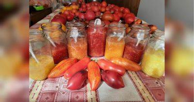 Процесс брожения увеличивает жизнеспособность: как правильно собирать семена томатов