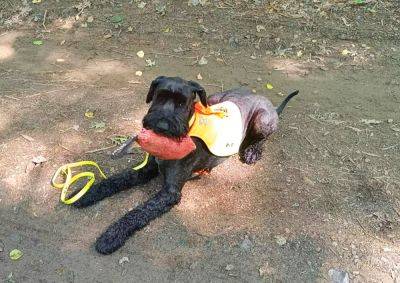 В Чехии заблудившийся грибник два дня бродил по лесу. Его нашёл служебный пёс - vinegret.cz - Чехия - Устецкий край