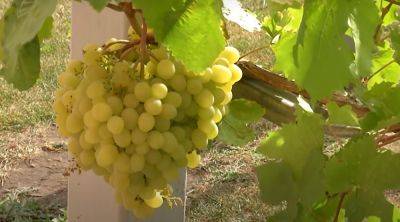 Что нужно сделать с виноградом в августе, чтобы ягоды быстрее созревали