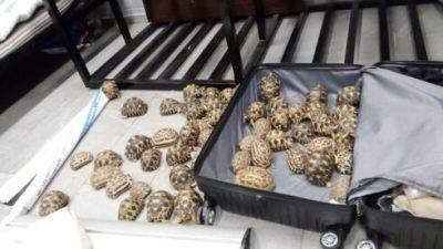 Ортодокс из Бейтар-Илита получил на Мадагаскаре два года за попытку контрабанды 59 черепах