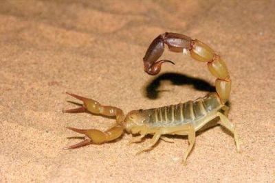 В Израиле активизировались желтые скорпионы. Как защититься от укуса