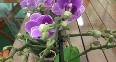 Будет цвести, как в именитых оранжереях: как размножить орхидею необычным способом