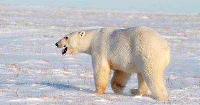 Секреты отпечатков лап: ученые смогли идентифицировать ДНК белых медведей по их следам