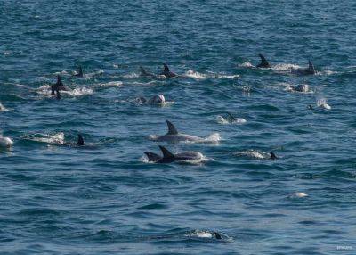 В Черном море погибли около 1000 дельфинов | Новости Одессы