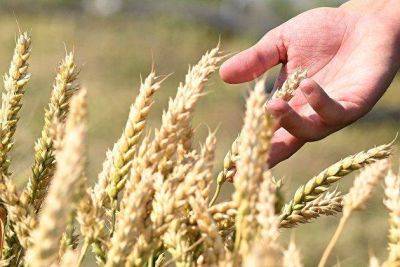 Зеленский сообщил, что греческие компании готовы экспортировать украинское зерно