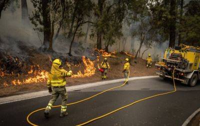 Огонь уничтожил почти треть лесов на Тенерифе
