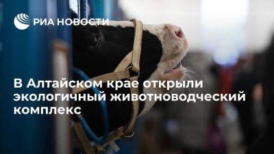 В Алтайском крае открыли комплекс для производства 35 тысяч тонн молока в год