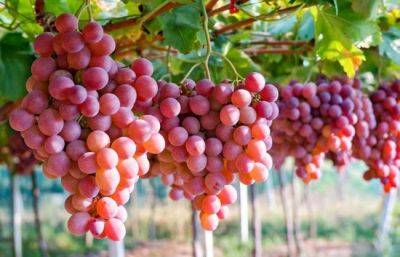 Чем подкормить виноград в августе – пепел, борная кислота и коровяк помогут винограду. - apostrophe.ua - Украина
