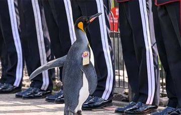В Шотландии пингвину присвоили звание генерал-майора норвежской армии