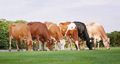 Государства ЕАЭС будут оценивать племенной крупный рогатый скот по новым методикам