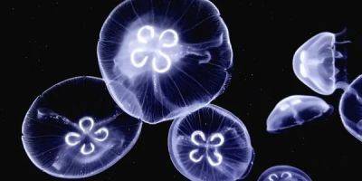 Врачи опровергли миф о пользе популярного народного средства от ожога медузы - nv.ua - Украина - Сан-Диего - штат Гавайи