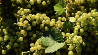 В Согде назвали причину подорожания винограда