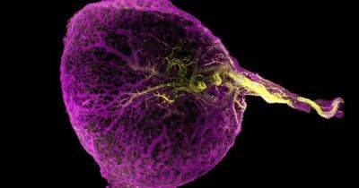 Начало всего. Ученые наконец-то поняли, зачем человеческим эмбрионам нужен желточный мешок
