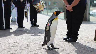 Пингвин из Эдинбургского зоопарка получил звание генерал-майора армии Норвегии