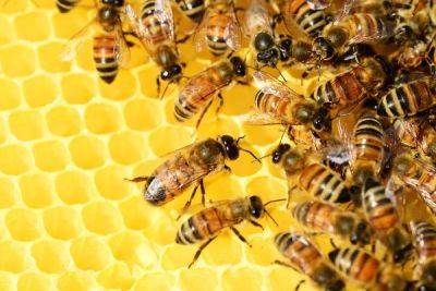 Медовый урожай собирают пчеловоды