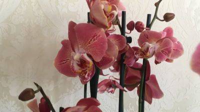 Как правильно ухаживать за орхидеей: часто эти правила нарушаются и цветок гибнет