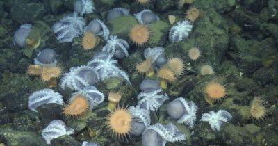 Жемчужный культ в океане. Ученые поняли, зачем десятки тысяч осьминогов стекаются в подводный сад