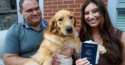 "Звучит как отмазка": собака сгрызла паспорт жениха за неделю до свадьбы (видео)