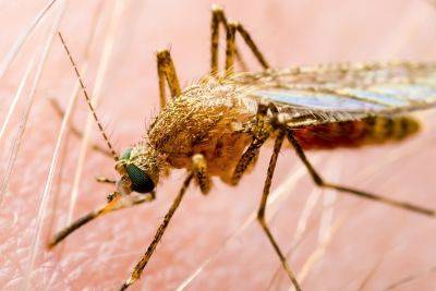 В центре Израиля обнаружены комары, зараженные лихорадкой Западного Нила