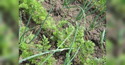 Спасаем урожай: эффективные методы борьбы с морковной и луковой мухами