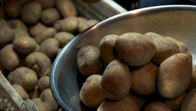 Как правильно хранить картофель в квартире: из-за несоблюдение правил запасы картофеля сгниют