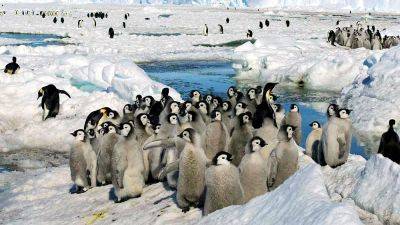 Императорским пингвинам грозит исчезновение