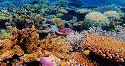 Парадокс Дарвина. Ученые разгадали секрет кораллов — как им удается выжить в отдаленном океане