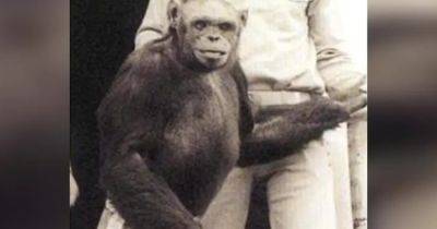 Легенда о "гуманзе": что известно о детеныше человека и шимпанзе, якобы родившемся в 1920-х годах