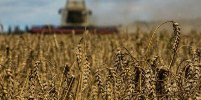 Россияне украли почти 4 млн тонн украинского зерна — ЦНС