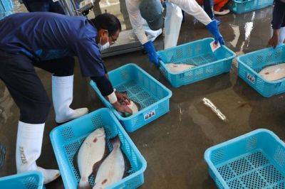 Рыбная промышленность Японии начала падать после китайского эмбарго на морепродукты - unn.com.ua - Китай - США - Украина - Киев - Токио - Япония - Вьетнам - Таиланд - Сингапур - Tokyo - Торговля