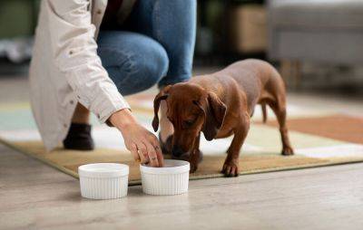 Сбалансированное влажное питание для собак: выбор консервов и паштетов в Киеве