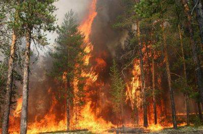 Возле Рубежного поднялись пожары в лесах - фото