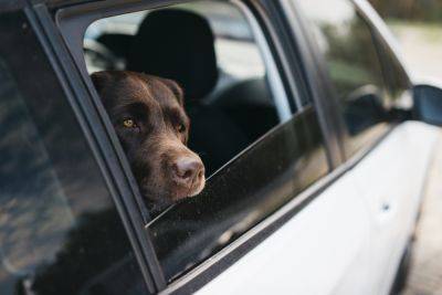 Перевозка животных в авто – как сохранить сидение чистыми – советы водителям