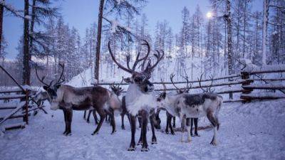 В Норвегии убили 40 оленей: Россия требует миллионы за их выпас у себя