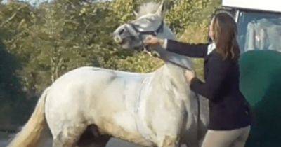 Била кулаками по морде: женщину судят за то, что она наказала пони (фото)